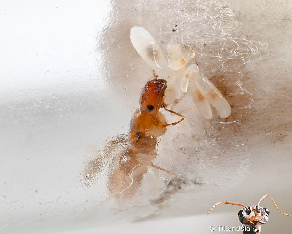 Thumbnail: Colobopsis Macrocephala, Queen Ali