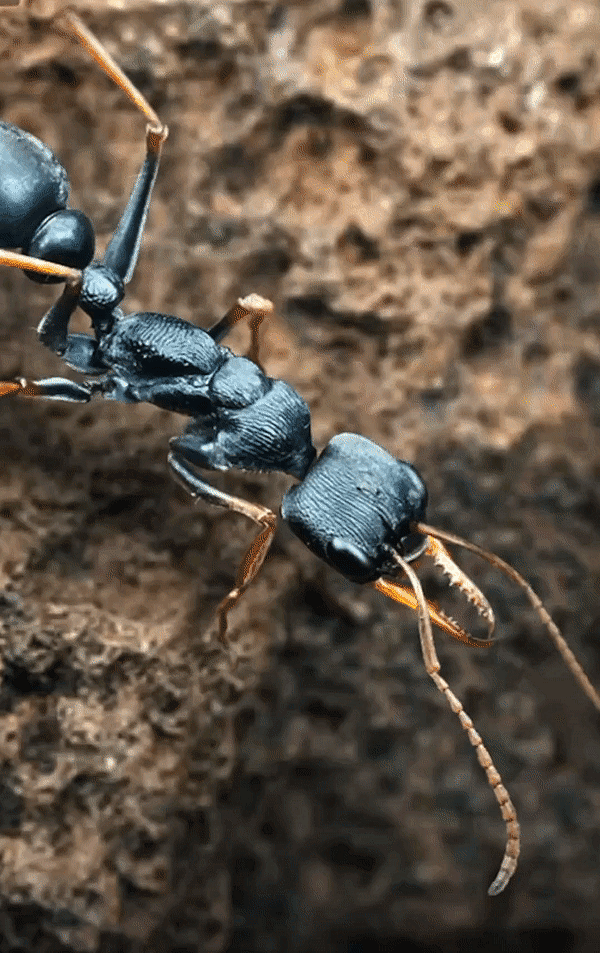 Thumbnail: Myrmecia pilosula ・ Jumping Jack ・ Queen Ali