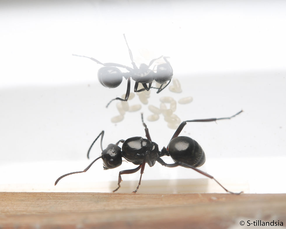 Thumbnail: Polyrhachis australis "Rattler ants" · Queen Ali