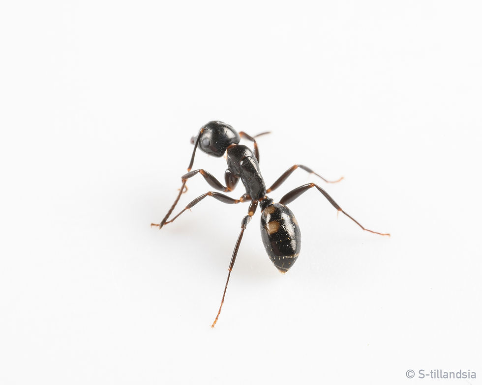 Thumbnail: Camponotus Quadrinotatus ・ Carpenter ant ・ Fukushima Prefecture ・