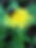 Bee Dandelion Friendly Campaign