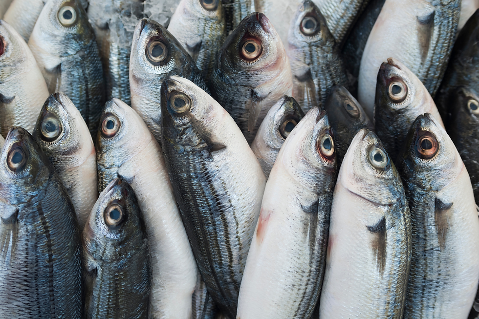 cek kesegaran ikan dari mata, texture sisik, warna daging, bau amisnya
