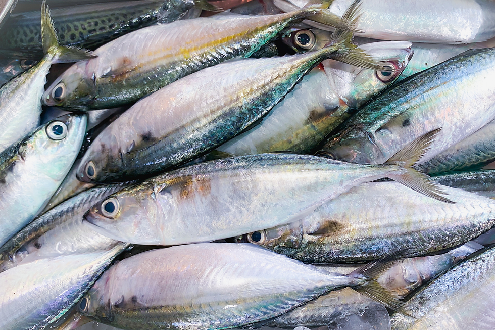 ikan laut