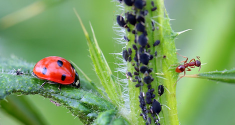 nature-grass-photography-flower-green-re