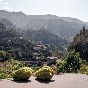 Get lost in Anaga's mystical Forest trails