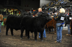 LFE BS Violet 641A & Cruz 3D