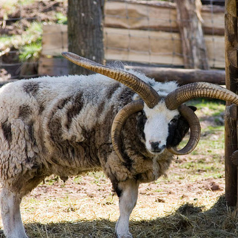 Four Horned Sheep