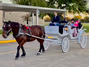 Horse and carriage by Texas Coast Limousines