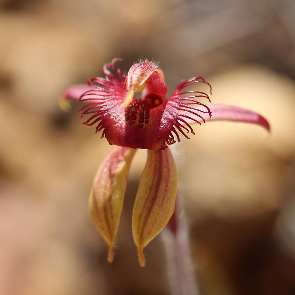 Guided Wildflower Orchid Walks