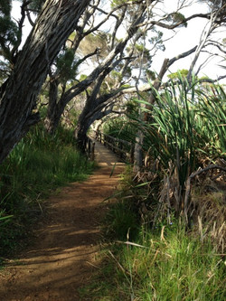 Lake Seppings Bird Walk