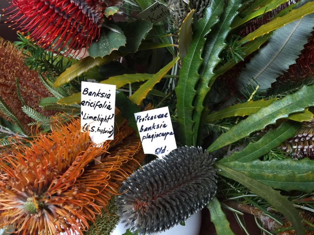 Albany Wildflower Show
