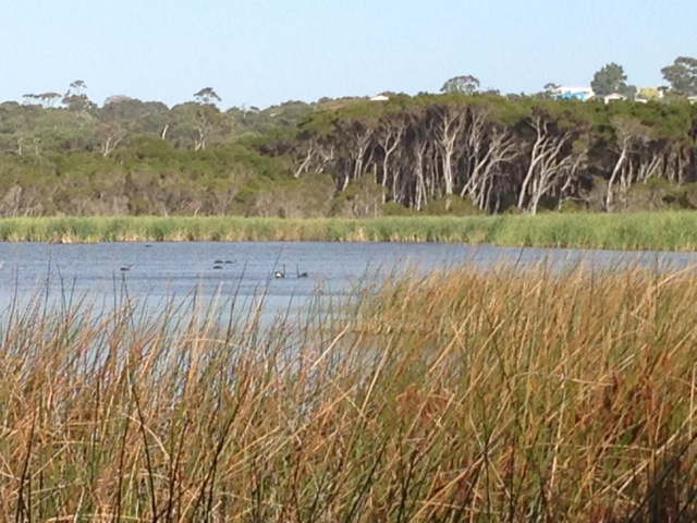 Lake Seppings Bird Walk