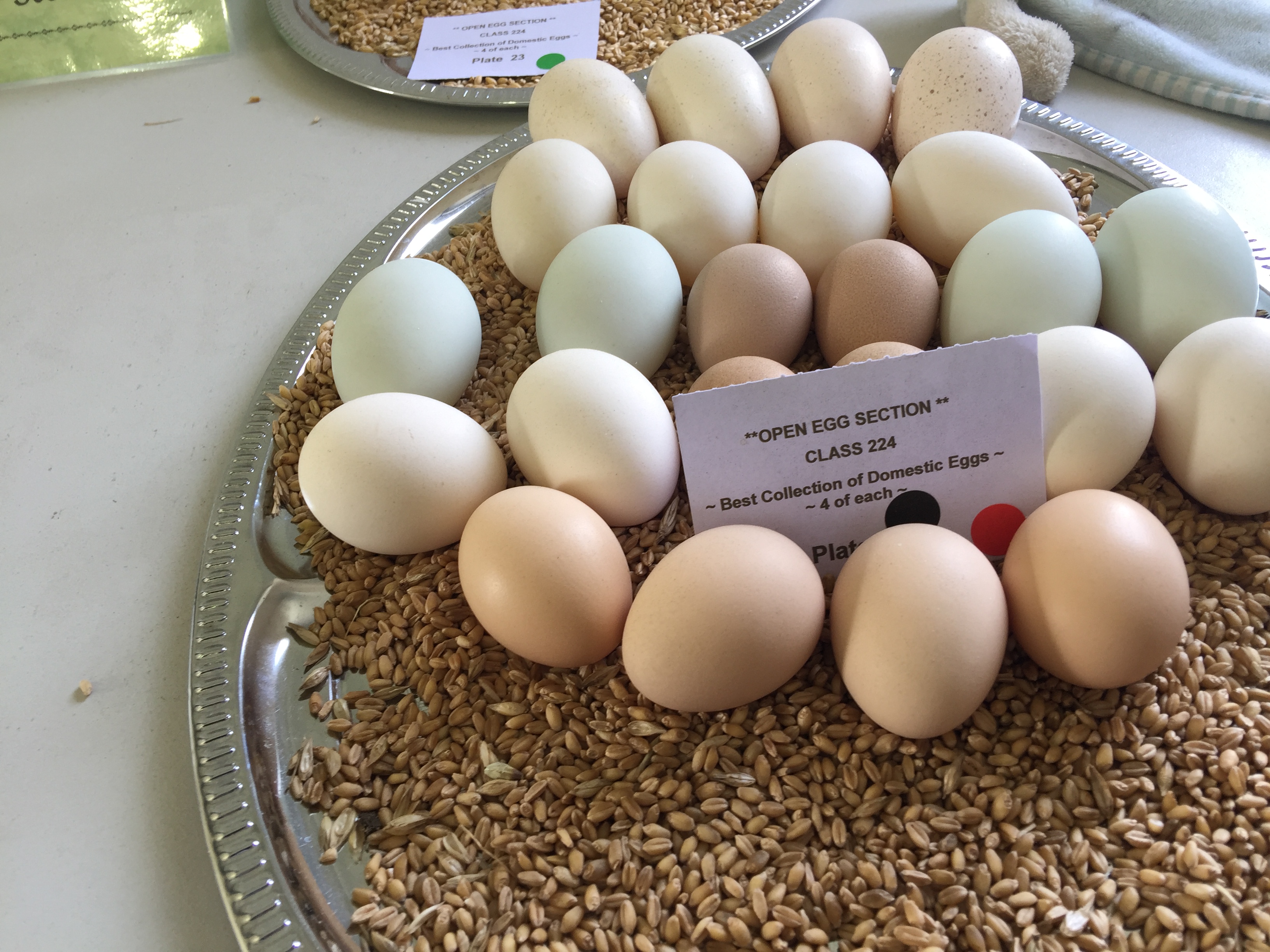 Albany Agricultural Show