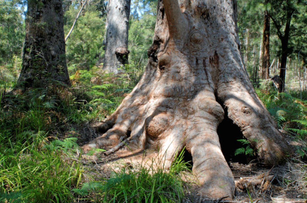 Ancient Empire Forest Walk