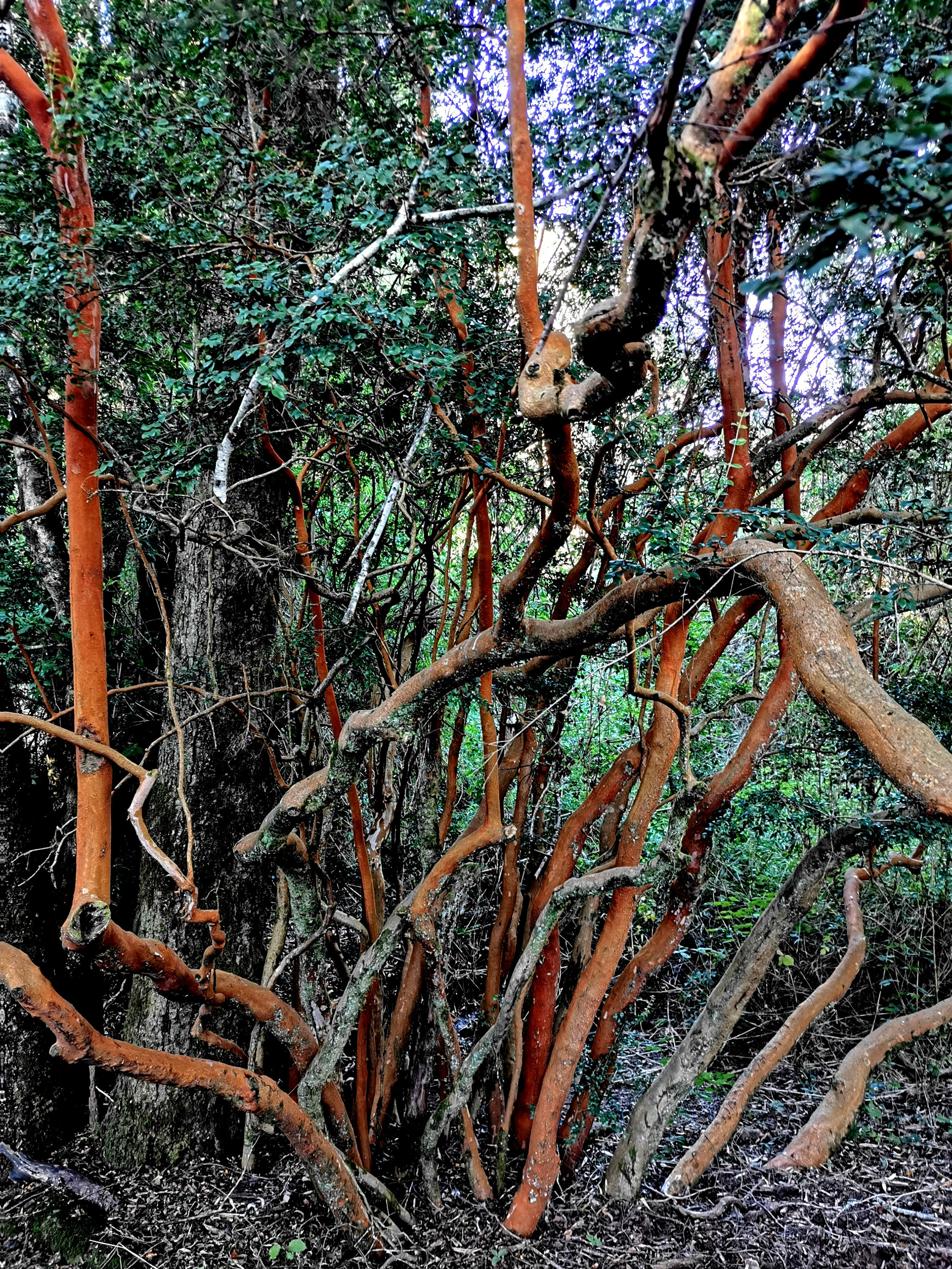 ARRAYAN O PALO COLORADO (Luma apiculata)