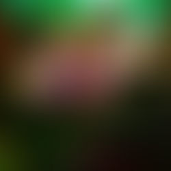 C.V. Dubbel Op reviewt 55-jarig jubileum C.V. de Vattebieren