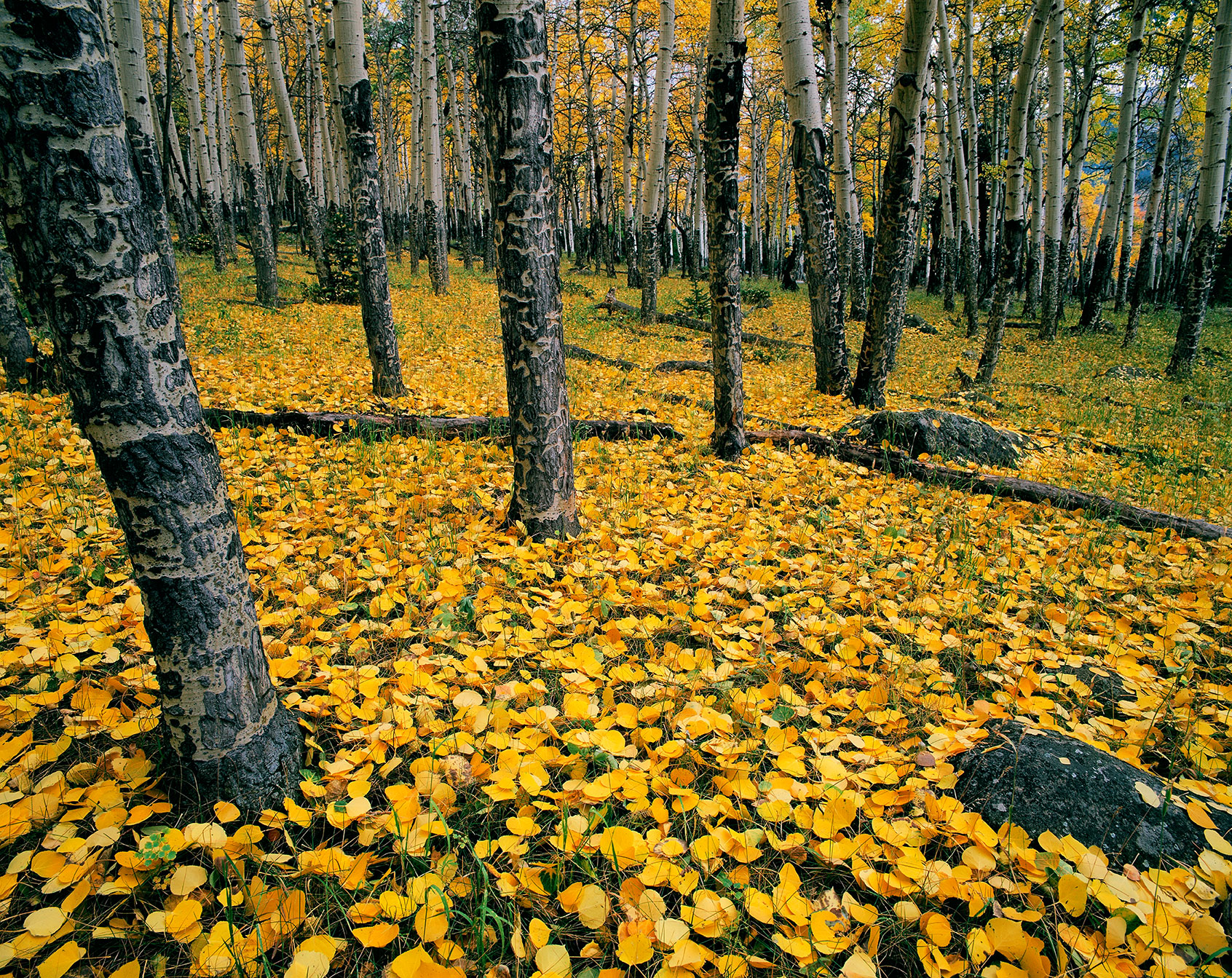 HorshoeParkAutQuakeAspen