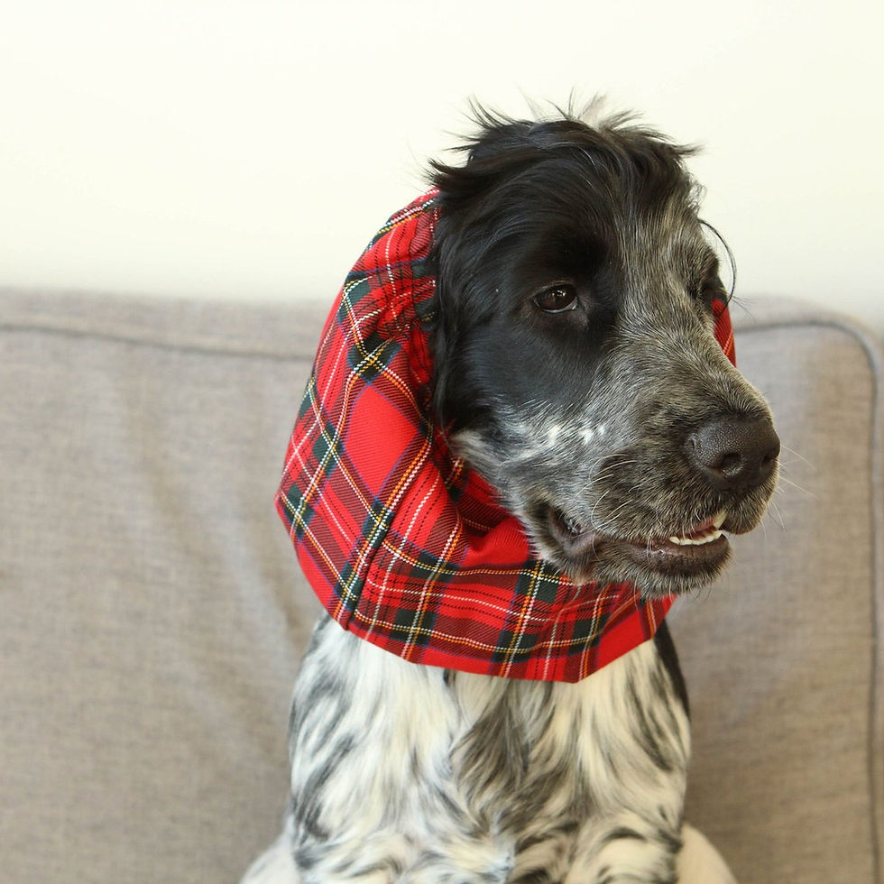 Thumbnail: Scotty Dog