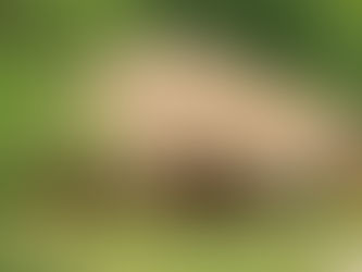 Spiro Mounds are Registered as a Historic Place