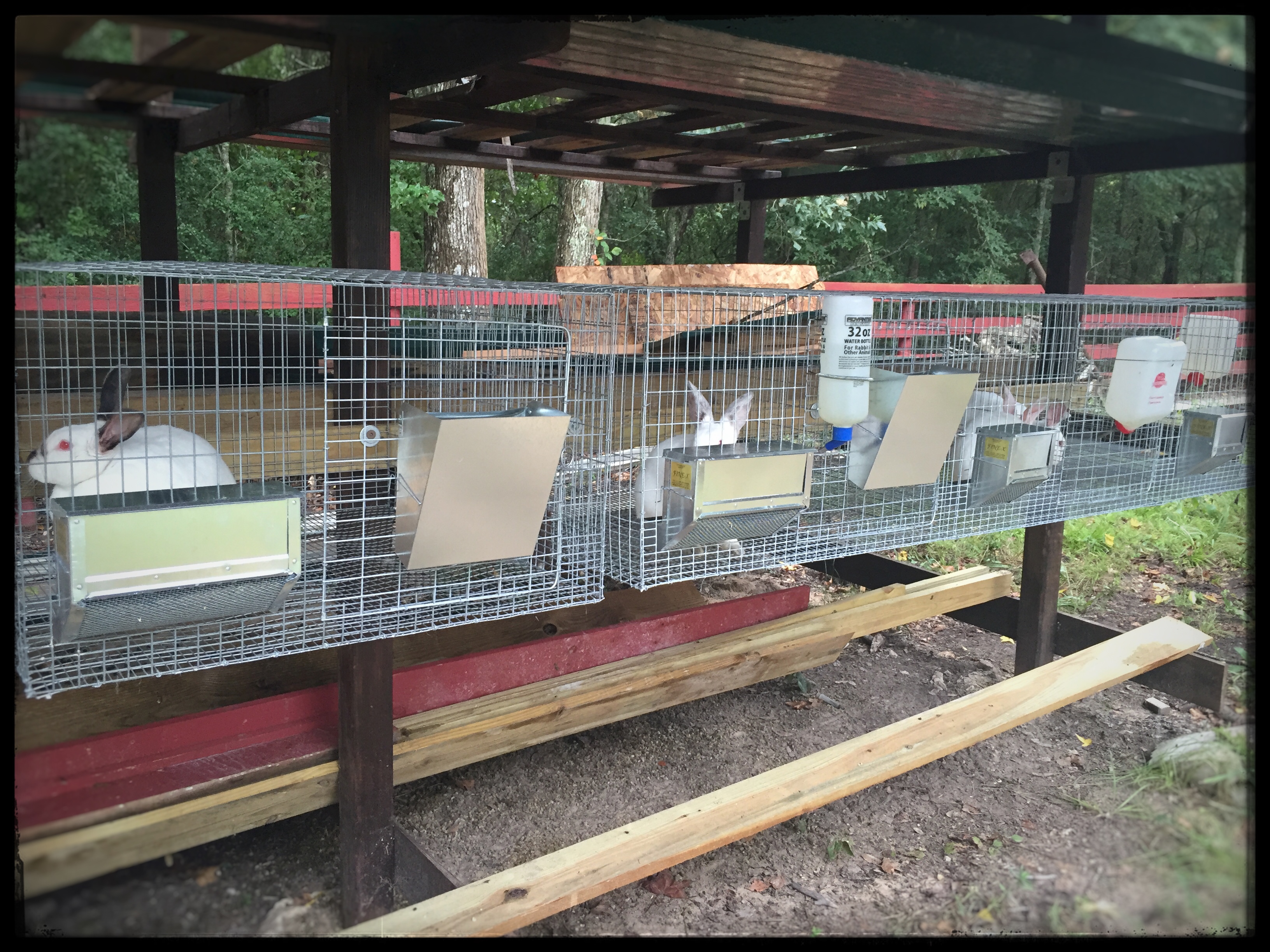 Rabbitry | tree-house-farm