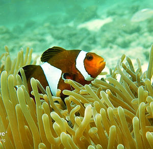 HII_ Ocellaris Clownfish.jpeg