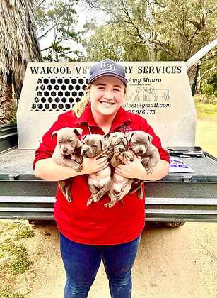 Edward River Vet Puppy vaccine