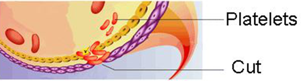 VASCULAR CONTRACTION