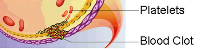 BLOOD CLOTTING