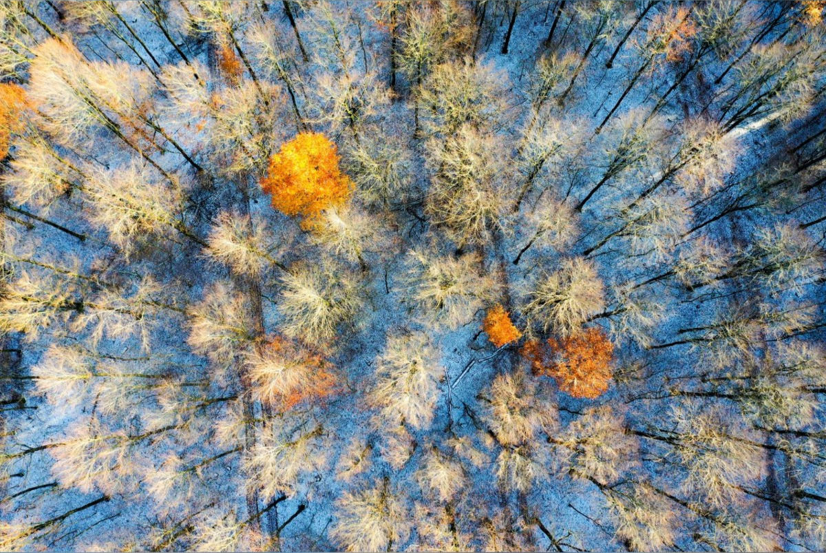 Fall Forest in Snow, Luxembourg