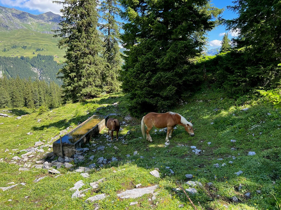 Horses near peak of Tanzbodeli