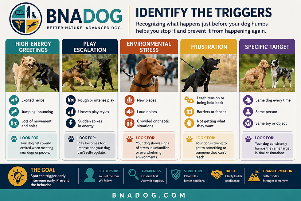 If your dog keeps getting removed from daycare for mounting, this is where you start.