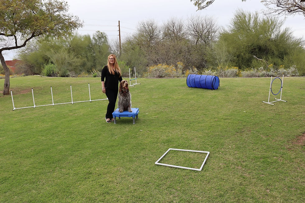 agility work in an unfamiliar location