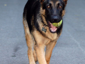 Healthy Feeding & Exercising a large breed pup