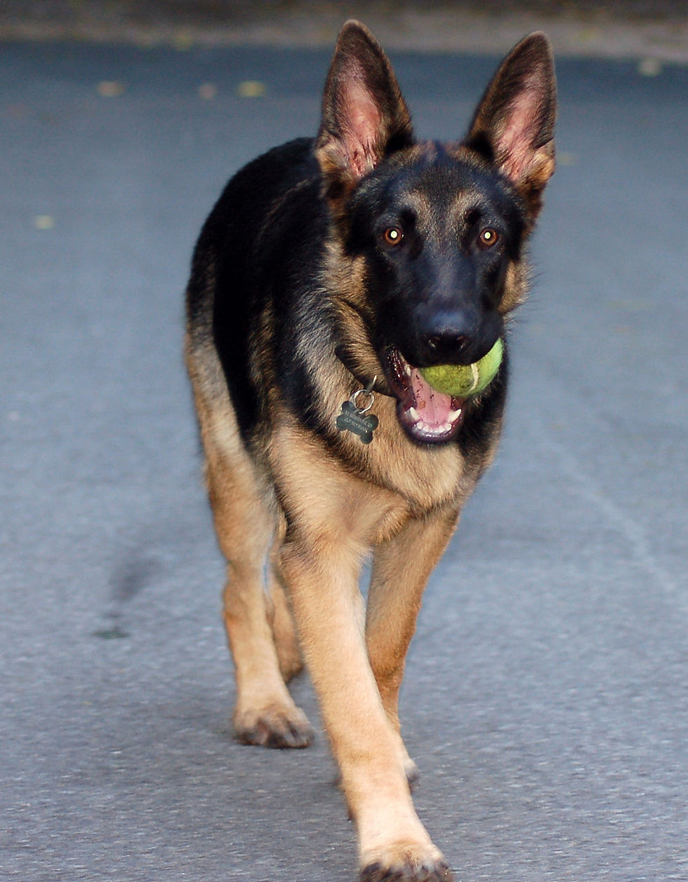 A playful German Shepherd joyfully trots on a pavement, carrying a green tennis ball in its mouth.