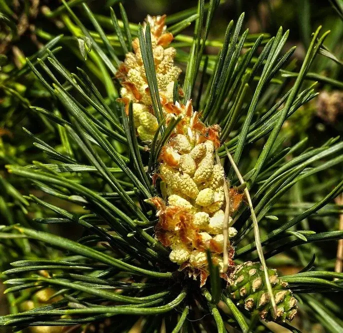 SCOTCH PINE BELINDANA