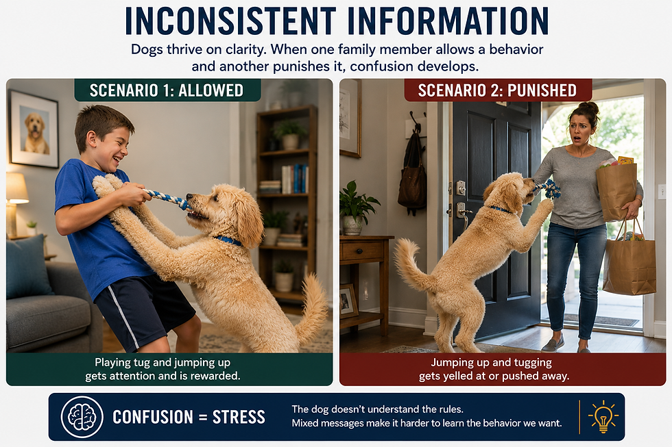 Dogs often become very good at behaviors we have unintentionally reinforced.  A puppy jumps up when we come home.  We laugh.  We pet him.  We talk excitedly.  The puppy learns:  Jumping works.  Months later the same dog jumps on visitors and suddenly we are upset.  