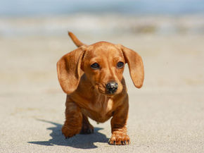 Puppies Pee When They Get Excited