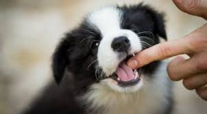 A PUPPY TEETHING ON A FINGER