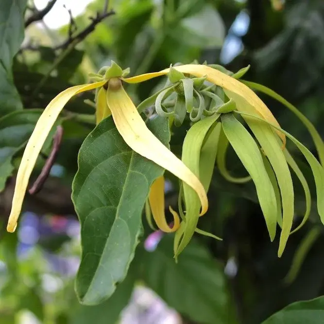 YLANG YLANG BELINDANA