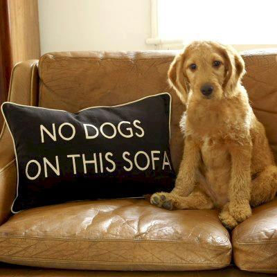 Caught in the act: A mischievous pup confidently disregards the "No Dogs on This Sofa" rule, finding a cozy spot next to the cheeky pillow.