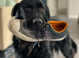 dog shoes.jpg