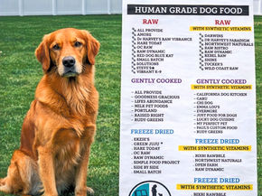 GOLDEN RETRIEVER WITH A LIST OF THE BEST FOODS