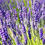 Thumbnail: Lavandin- Grosso