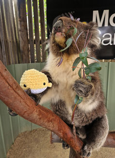 Koala at the Moonlit Sanctuary