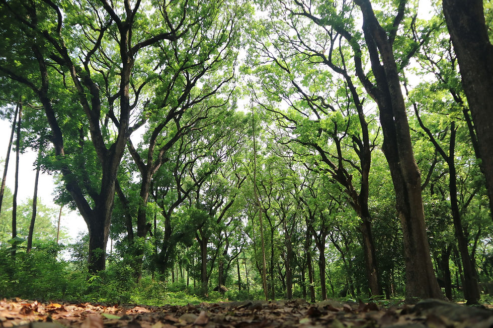 Nature