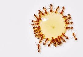 ree