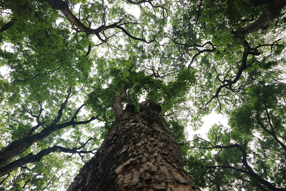 Nature