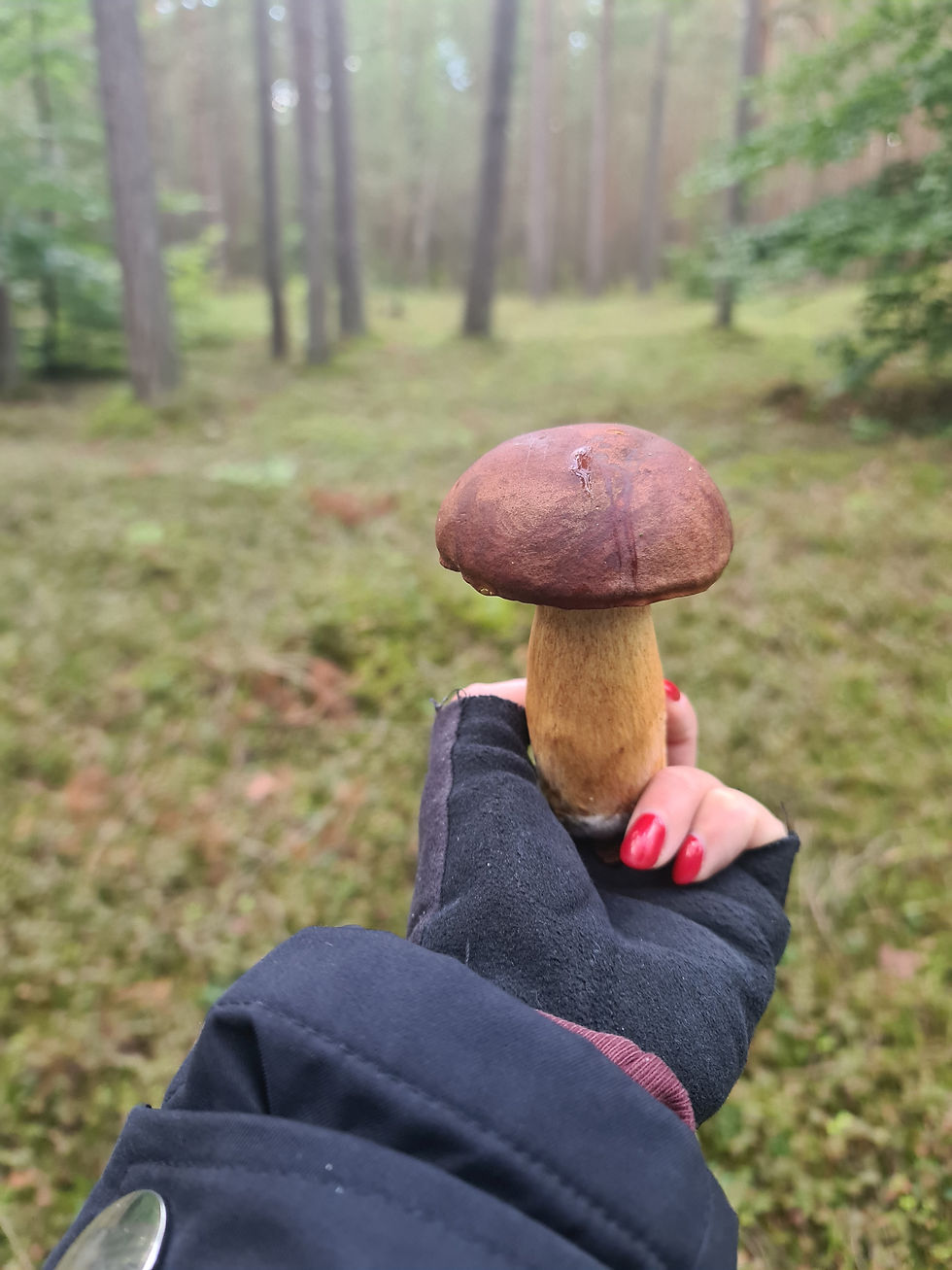 Grzybobranie