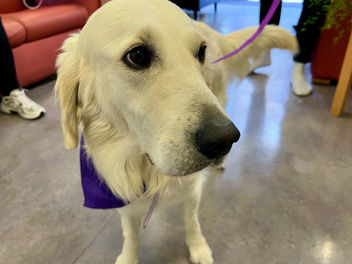 Paws for Applause: Nora The Therapy Dog Brightens Our Patients' Day