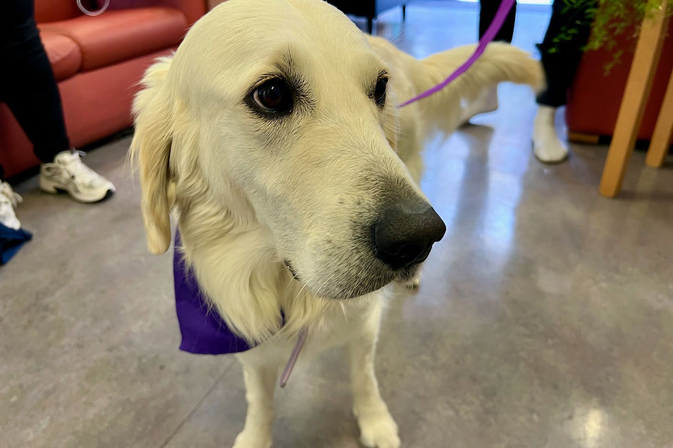 A white-haired dog with dark eyes and a black nose, wearing a purple bandana